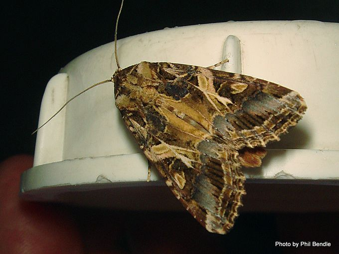 How to get rid of Tropical Armyworm Moths